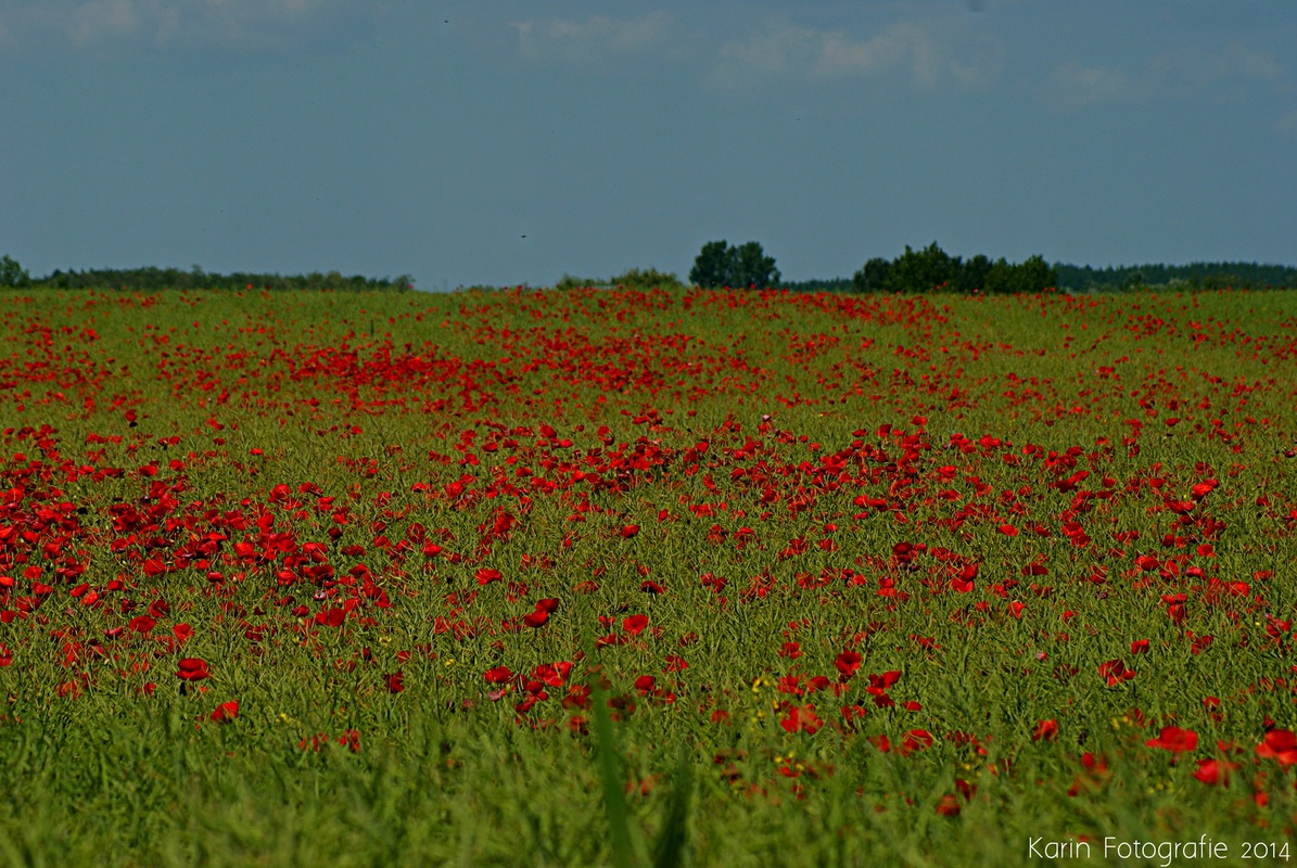 Mohnblumen Feld 
