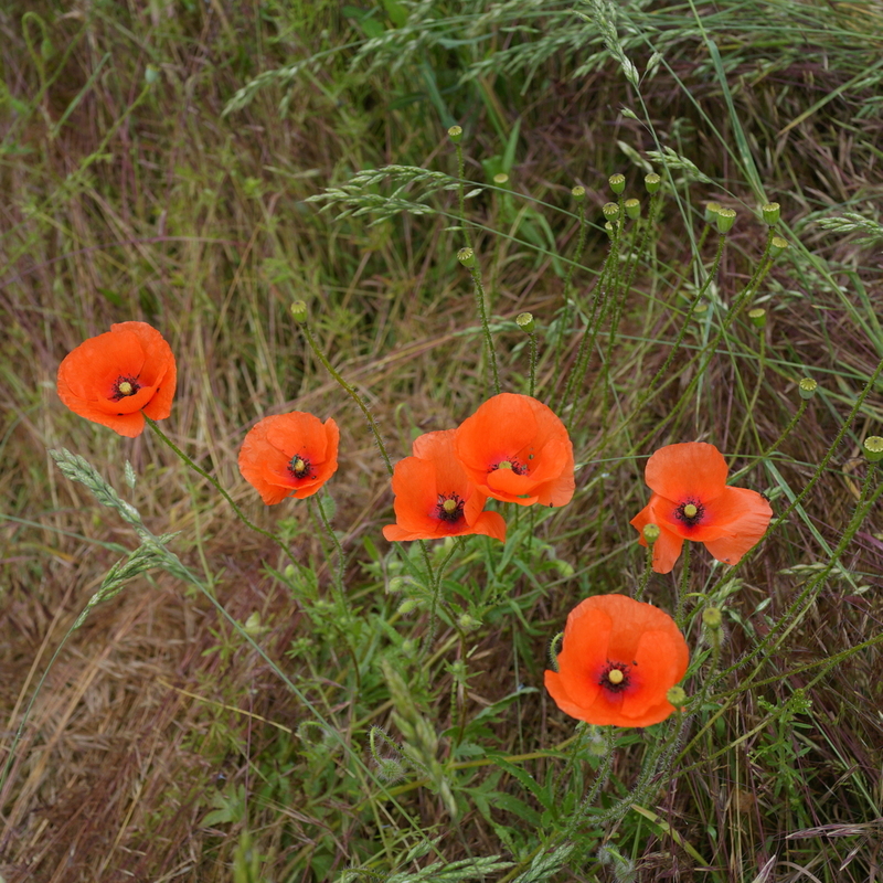 Roter Mohn....