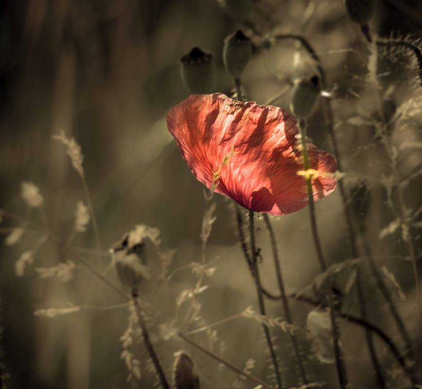 Mohnblume