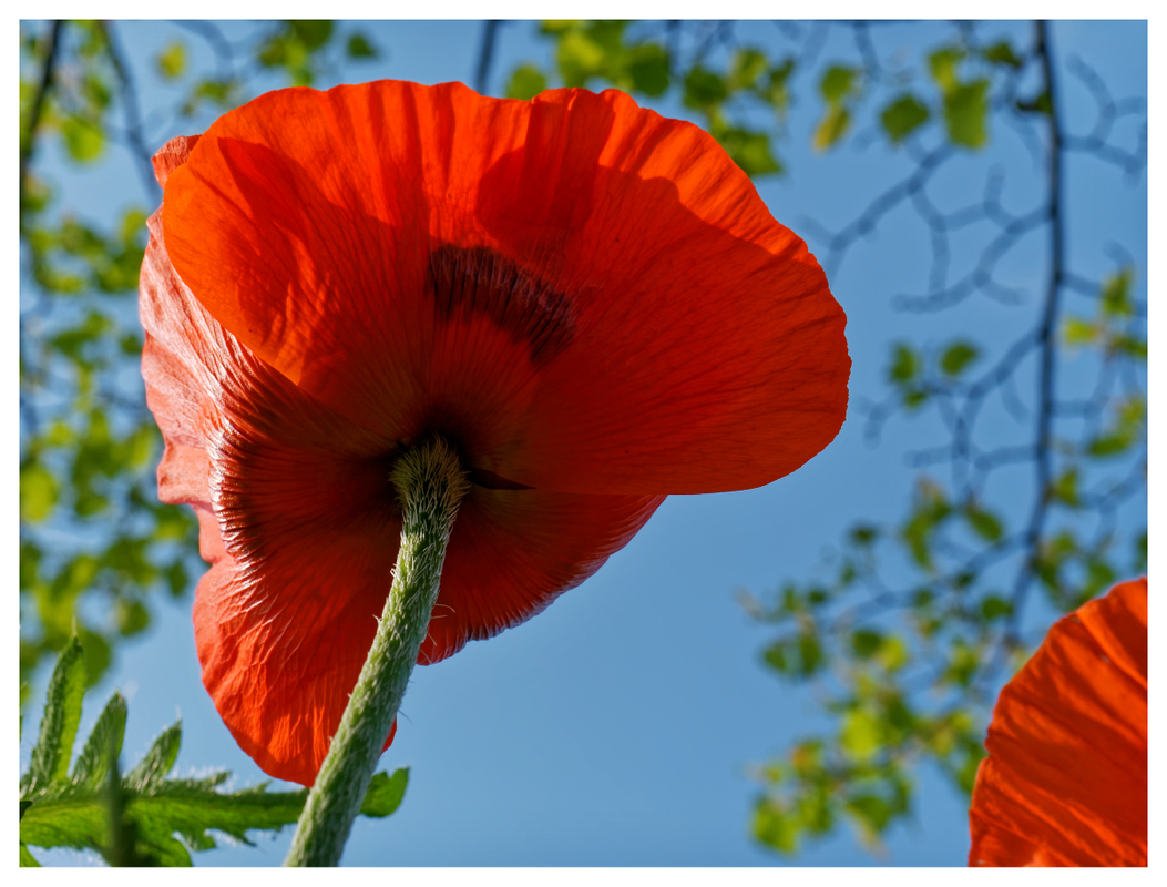 Mohn
