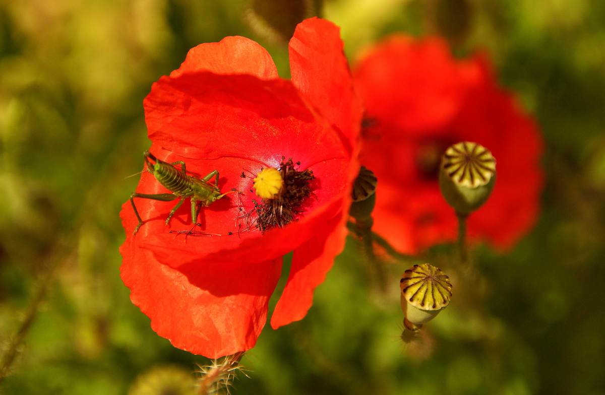 Mohnblüte mit Heuschrecke