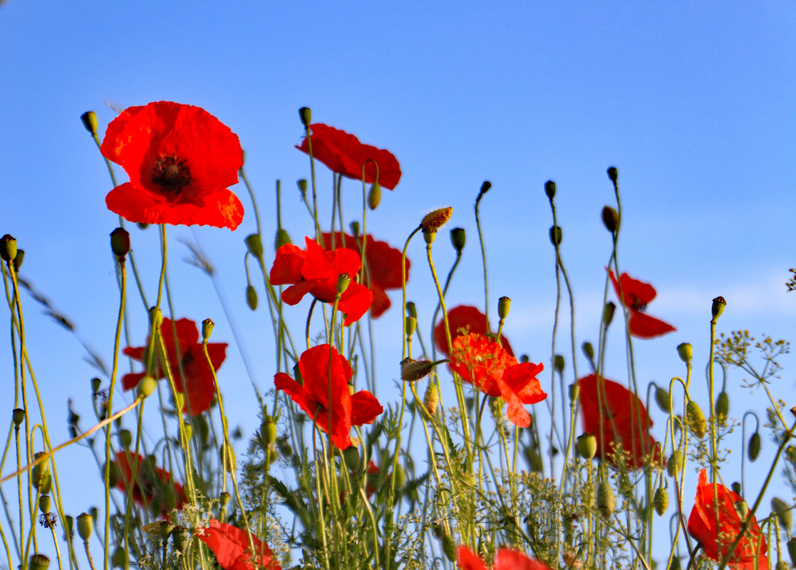 Mohn