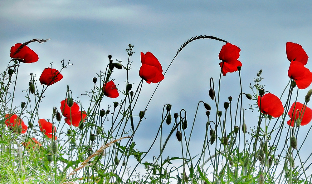 Mohnblüten wiegen sich im  Wind....