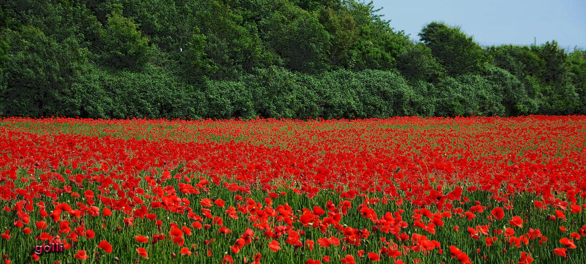 .... und hier das Gesamte Feld ... Weizen mit a bissl Mohn ;-)