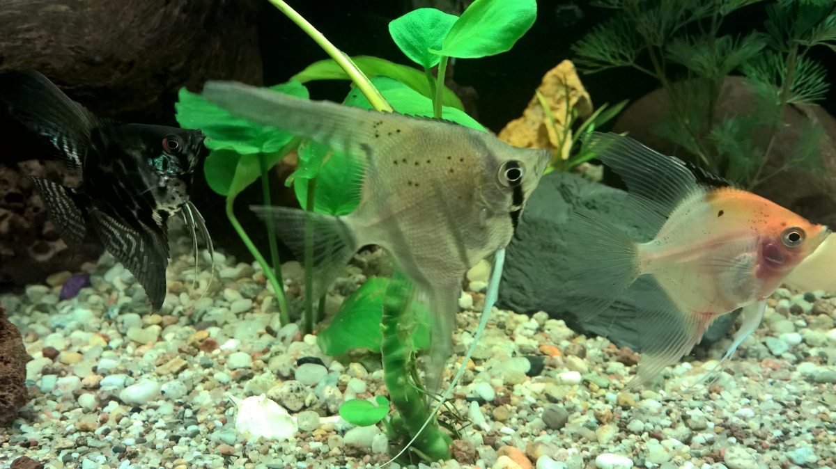 Mein Aquarium