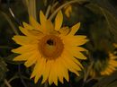 Fotos_Sonnenblumen