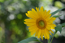 Sonnenblume zum Wochenende