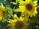 ich will lieber den sommer 