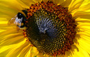 Fotos_Sonnenblumen