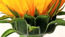 Sonnenblume3