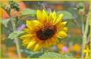 0052 - Spiegel des Sommers