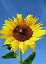 Sonnenblume