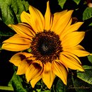 Einfach eine schöne Laune der Natur