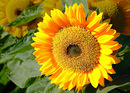 Sonnenblume