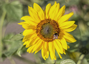 Sonnenblume mit Hummel