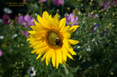 Sonnenblüte