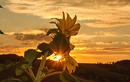 Fotos_Sonnenblumen