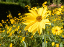 Garten Sonnenauge