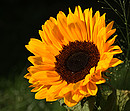 Sonnenblume