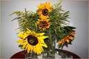 Sonnenblumen ...