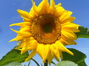 Fotos_Sonnenblumen