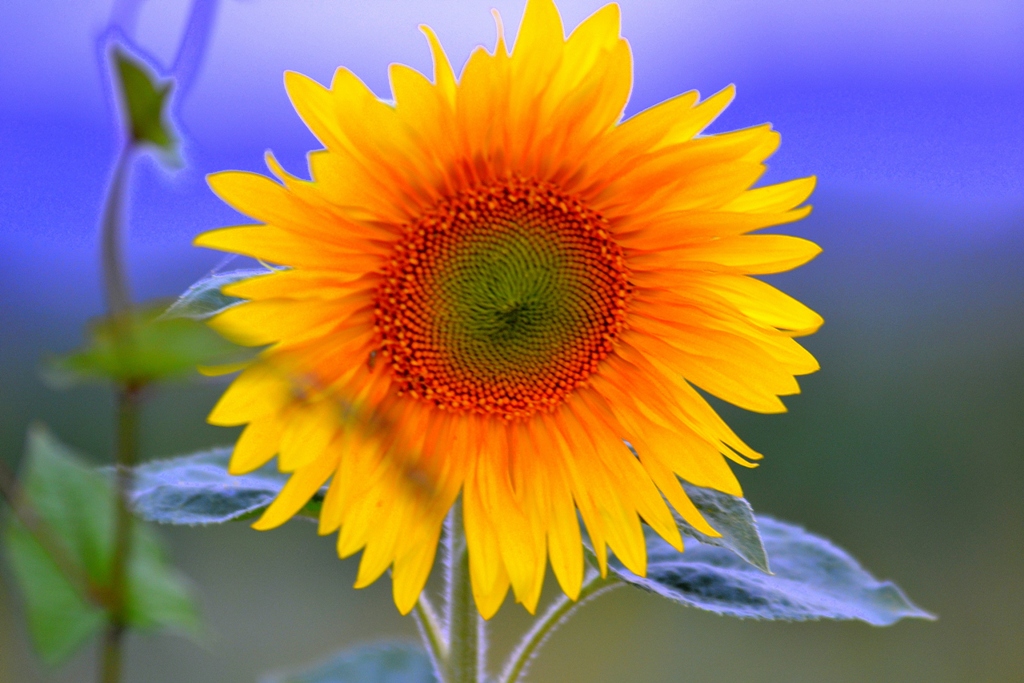 Sonnenblume