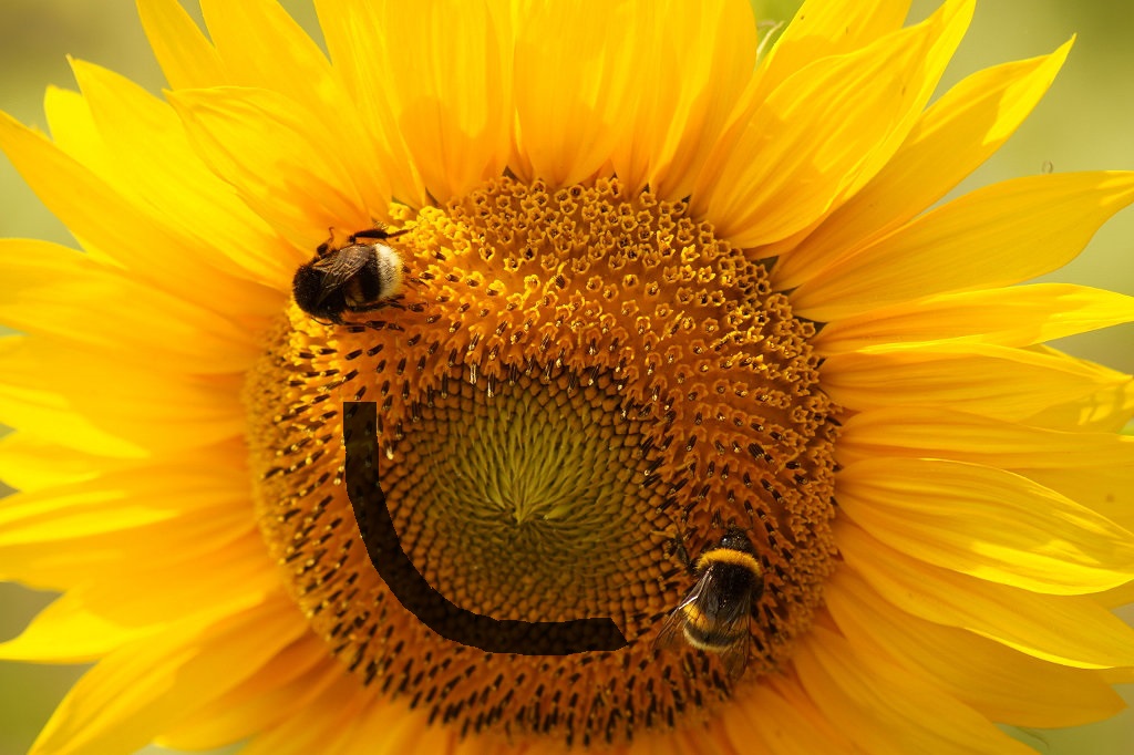 Lieben Sonntagsgruss