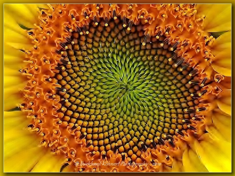 Die Mitte einer Sonnenblume