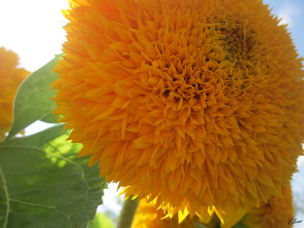 die Sonne