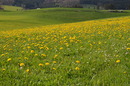 Löwenzahn Wiese