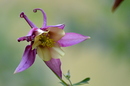 Fotos_Stauden