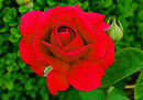 rote Rose