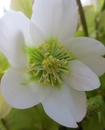 Schneerose