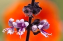thymian