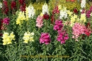 Fotos_Stauden