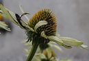 Fotos_Stauden