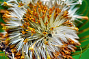 "Verblütes"