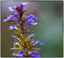 kleine Stauden mit blauen Blüten