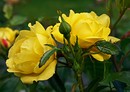 Fotos_Stauden