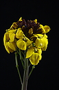 Blüte namenlos