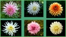 Dahlienarten