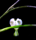 Heart..aber herzlich