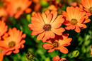 Osteospermum Orange