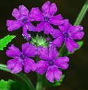 Verbena