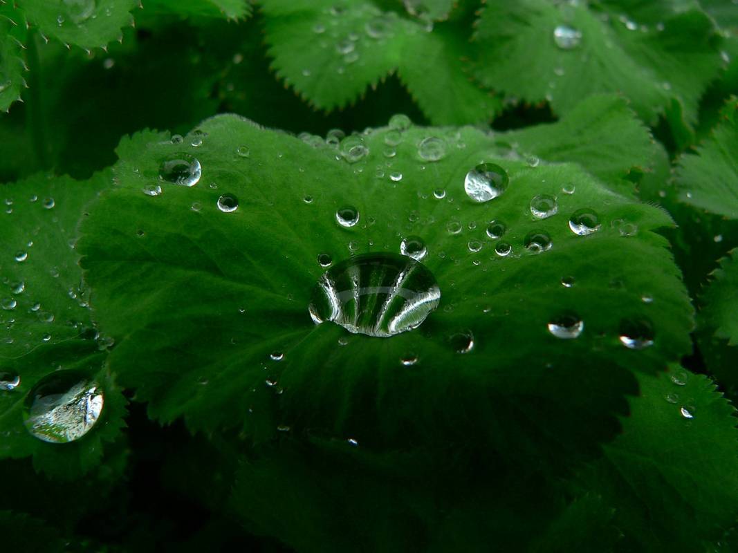 "Frauenmantel" nach dem Regen