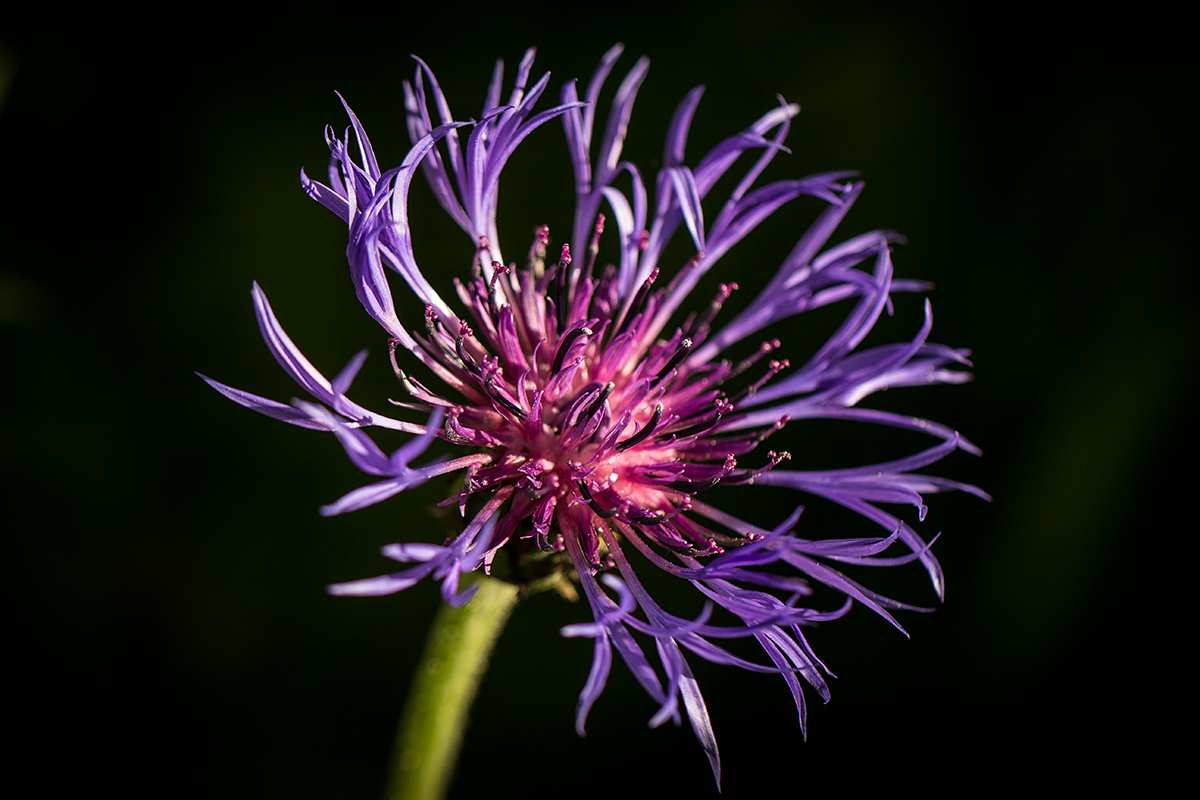 Wiesenflockenblume