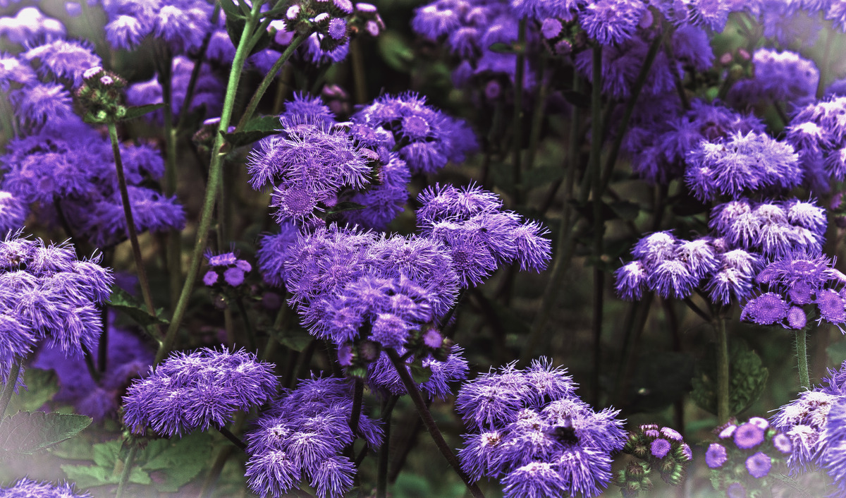 Die Farbe Lila