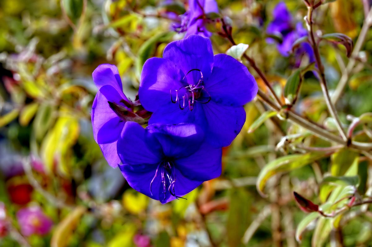 Schöne Blüte im Botanischen Garten Münster