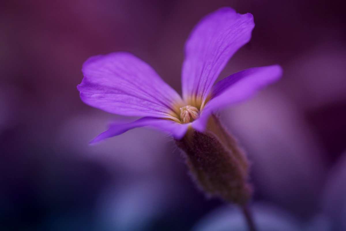 Lila Frühlingstraum