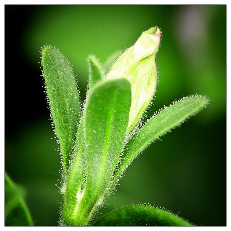 Blütenknospe - Petunie